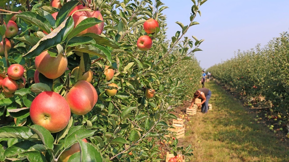 Seasonal worker fruit picking