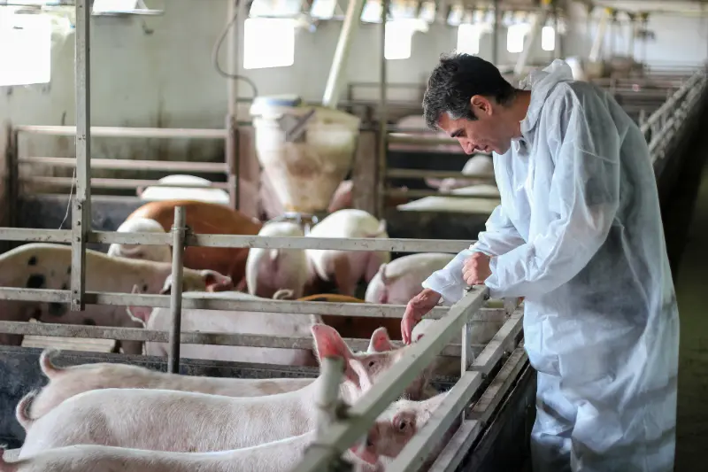 Man in suit inspecting pigs at a pig farm