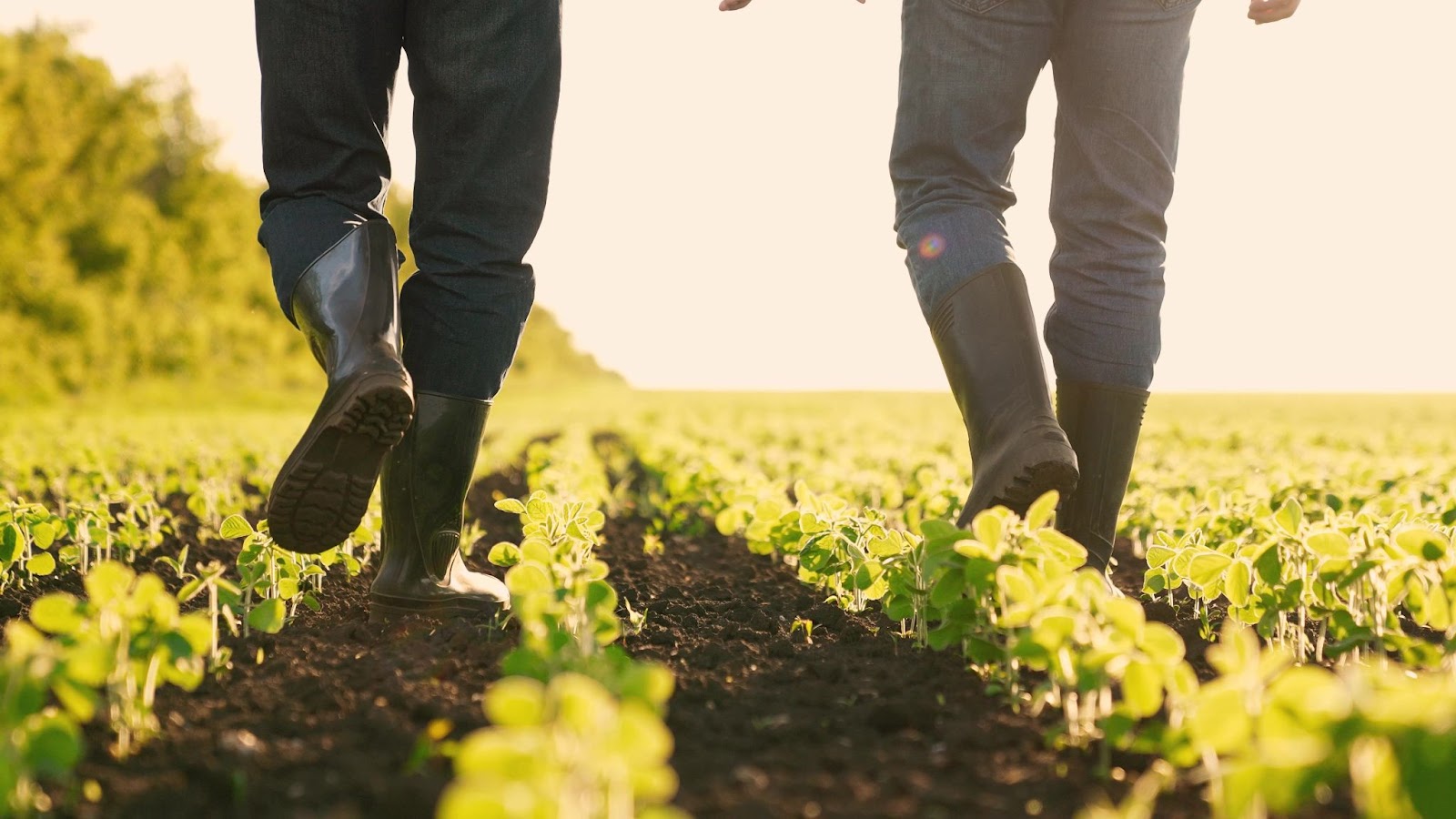 Two farmers wearing wellies walking through a farm field