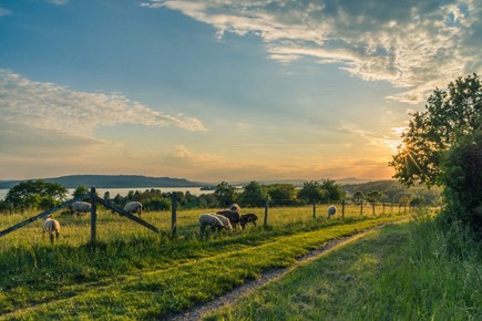 Animals grazing on farmland