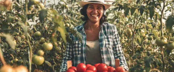 A woman farmer in tomato crops