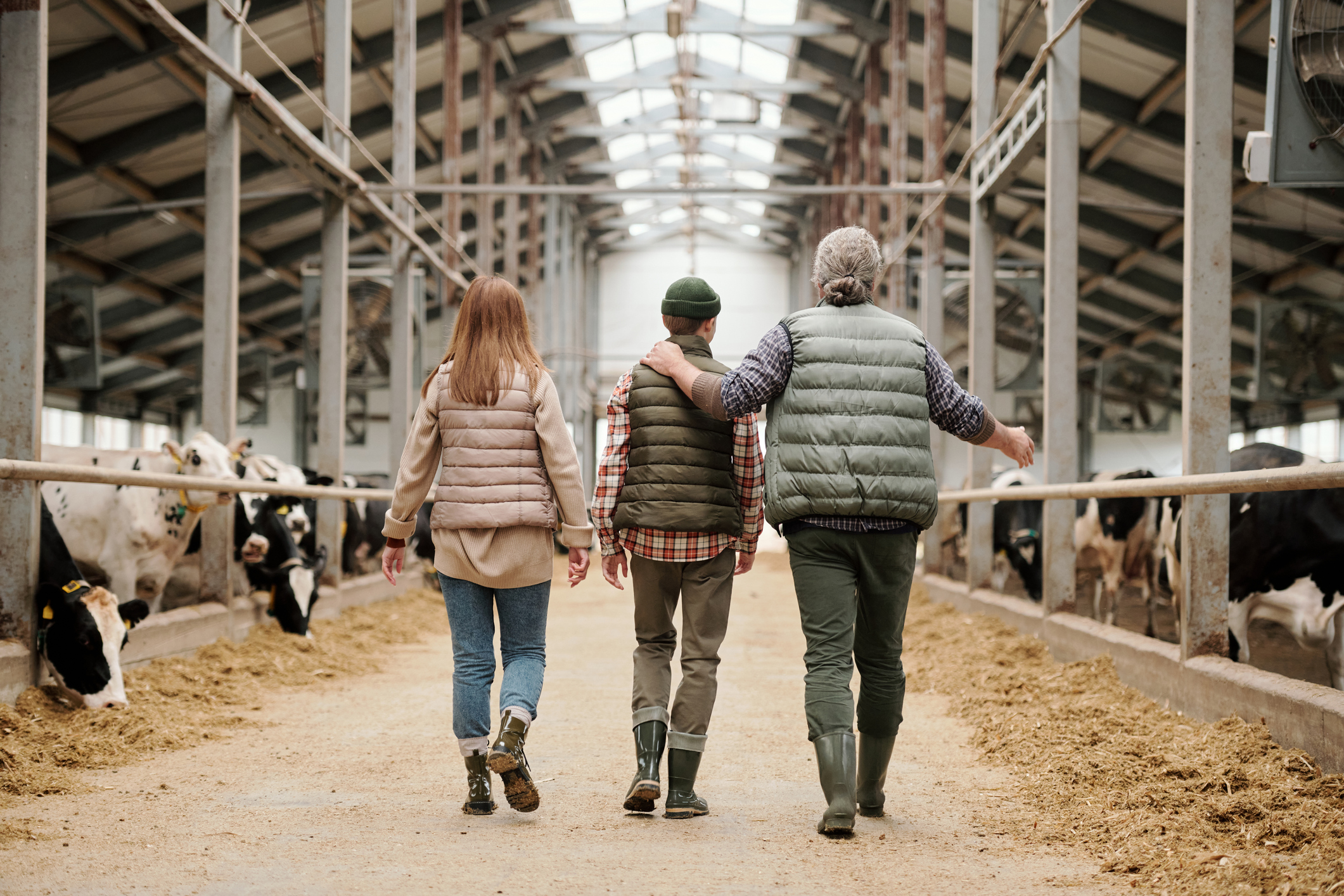 Young farmers walking through a cow farm 