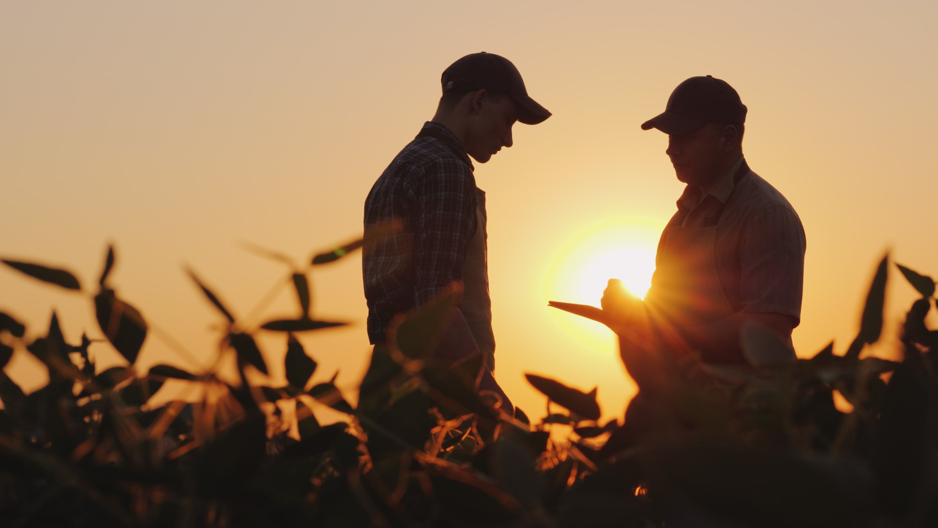 Farmers in field discussing 