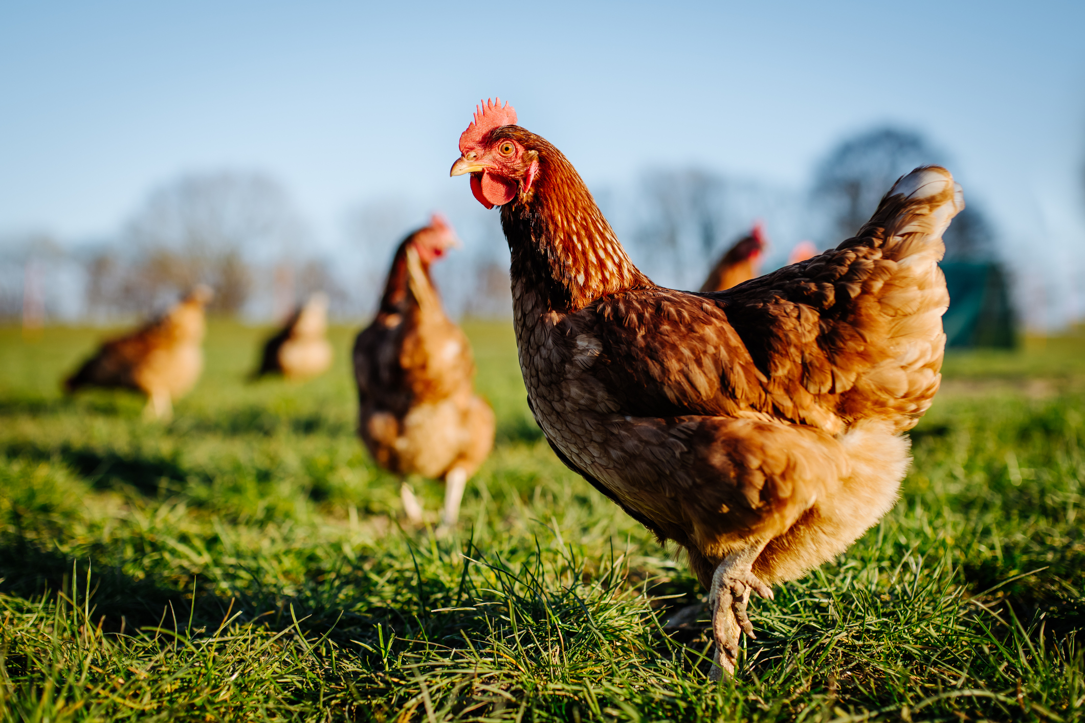 Chicken in a farm field 