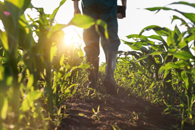 Person in green wellies walking through a farmers field