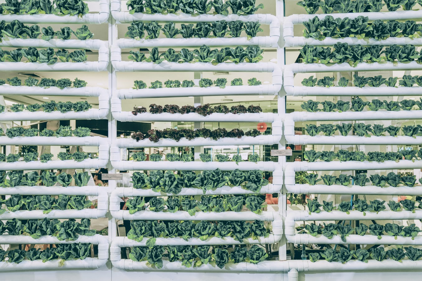 vertical farming lettuce tower