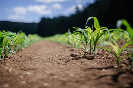 Green plants growing in a field