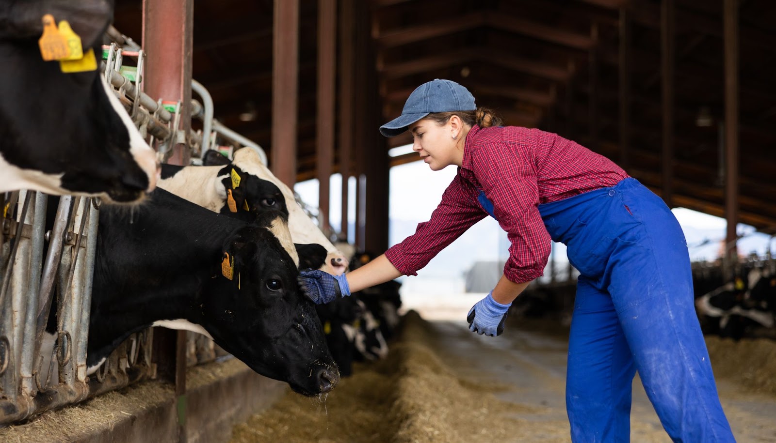 Woman with cow