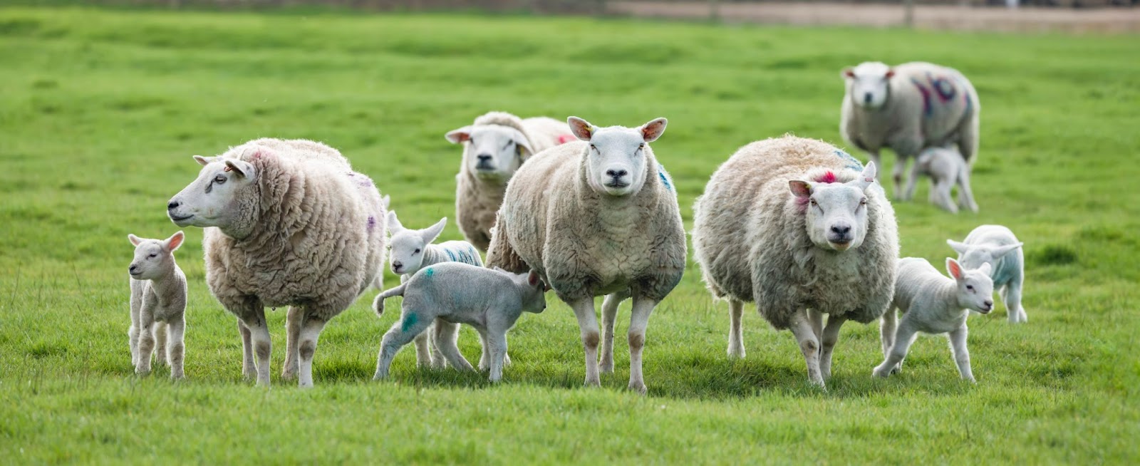 Sheep & lamb in a field