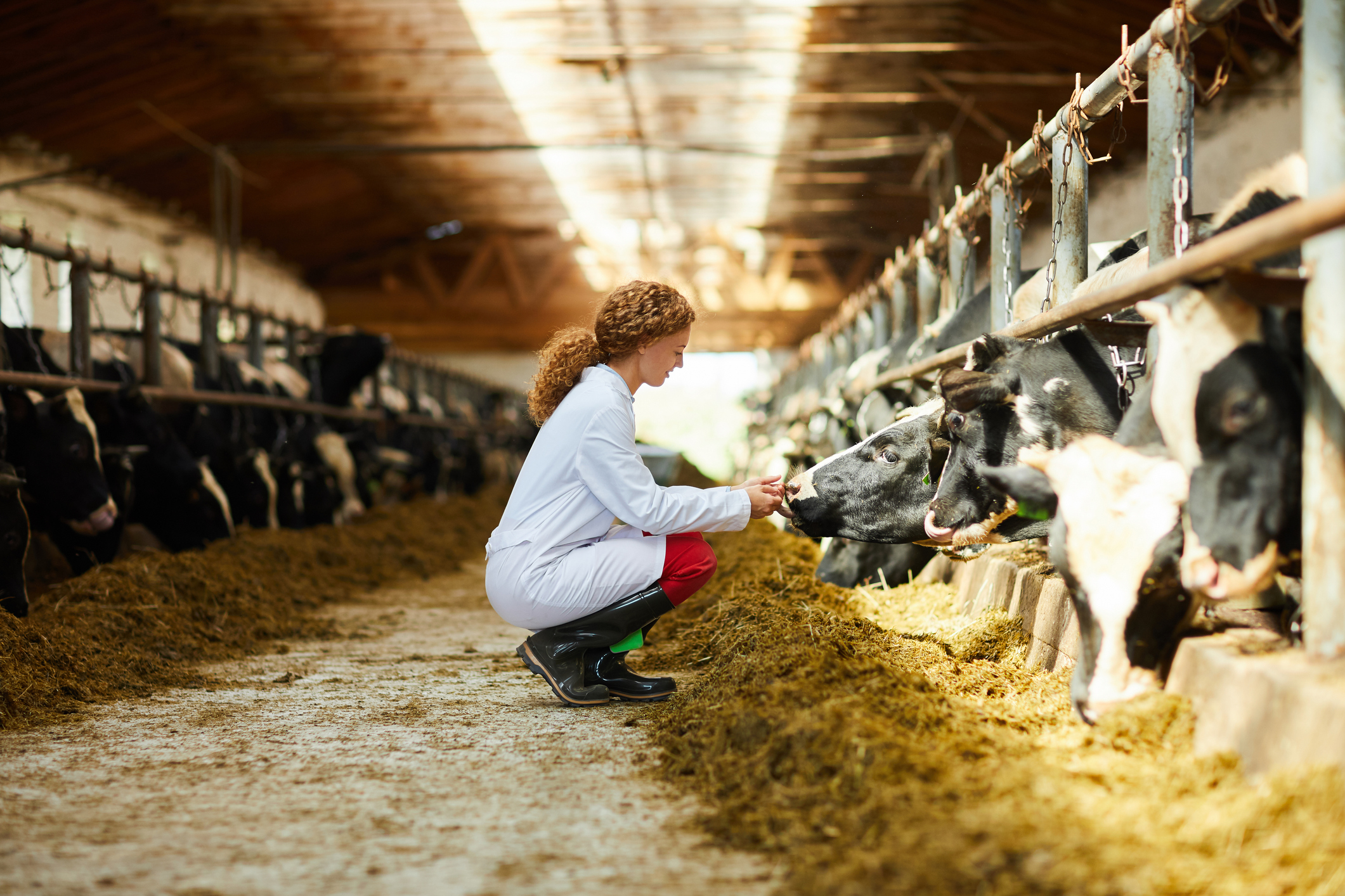 large animal veterinarian with cows on farm