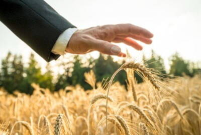 Hand moving through wheat field