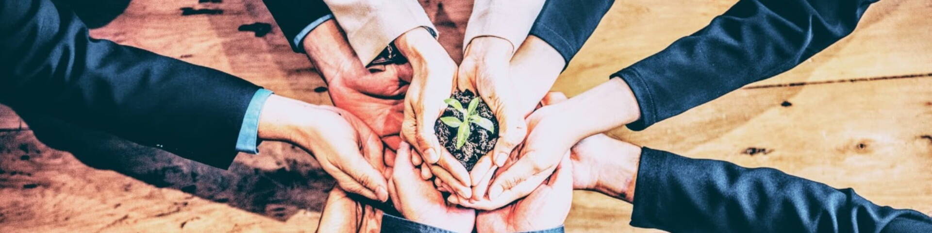 group of hands holding a plant