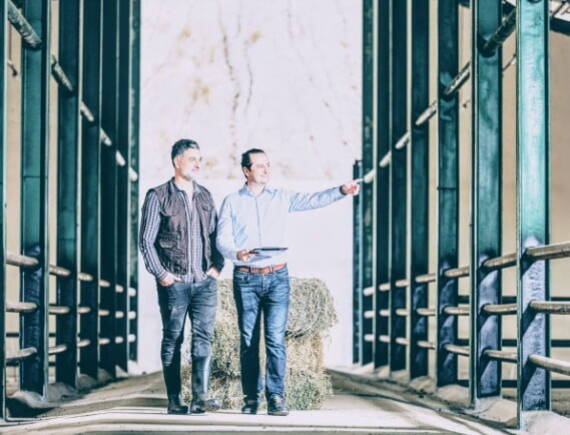 businessmen walking through a dairy farm