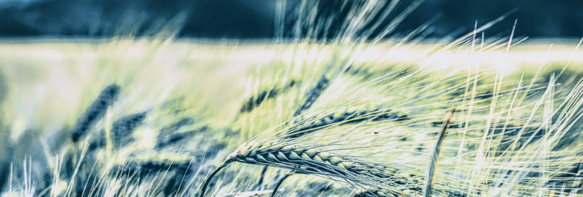 Green corn in a field blowing in wind