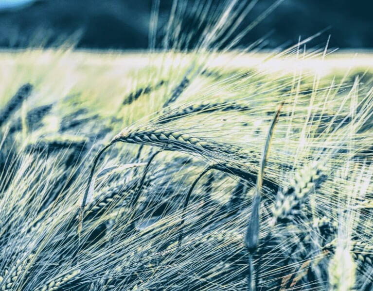 agricultural corn in a field