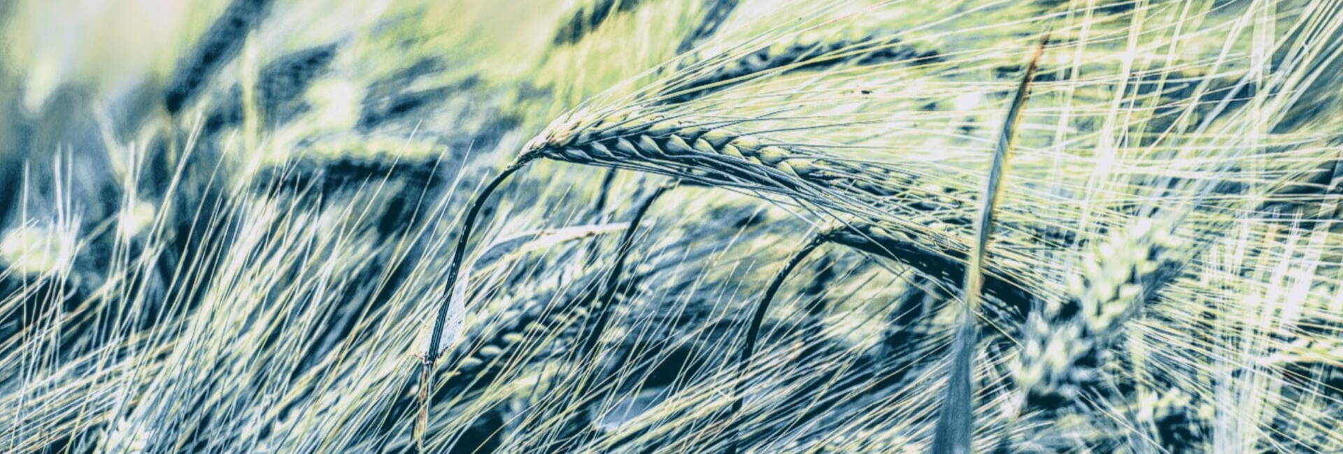 Green corn in a field blowing in wind