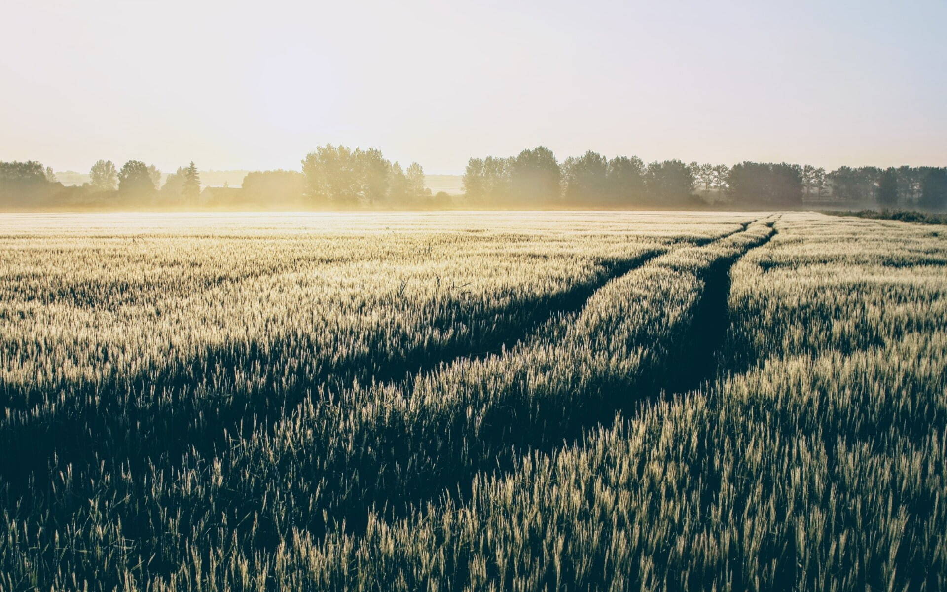 agricultural farm field