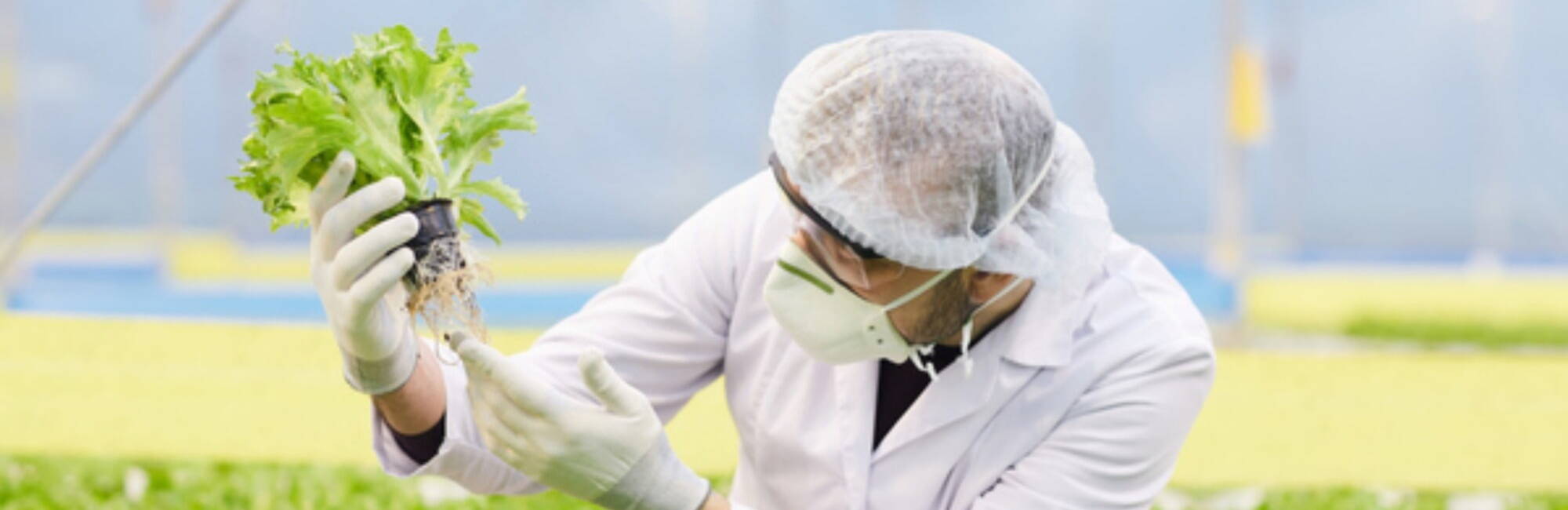 Agricultural Technician looking at crop