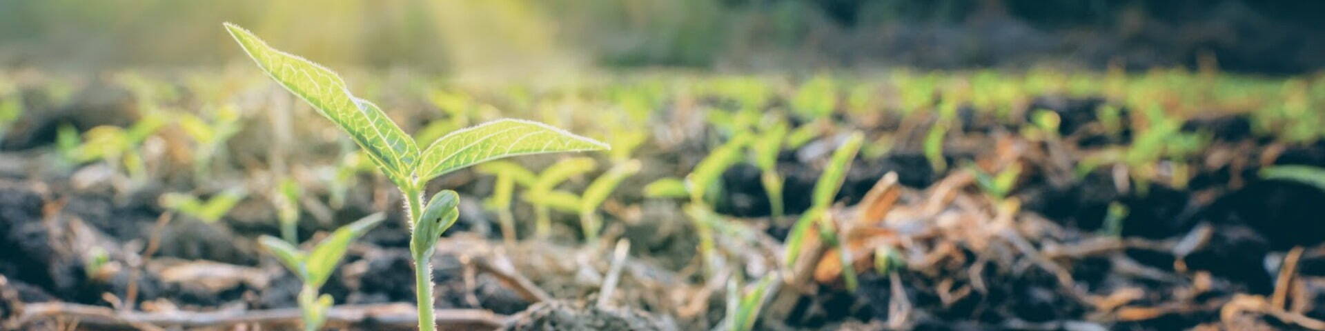 Plant growing in soil