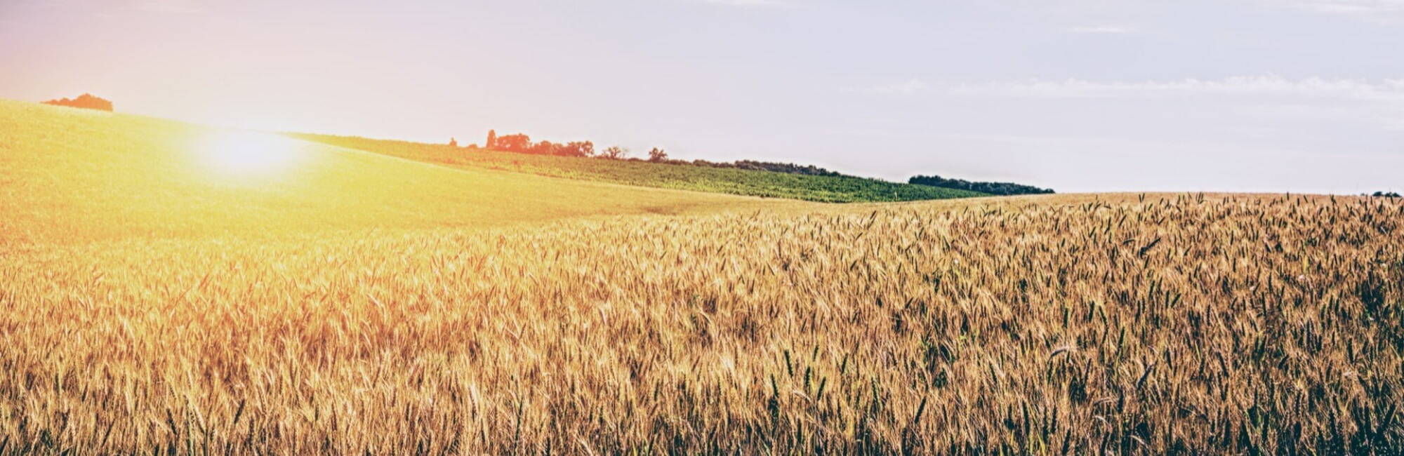 Sun rise over corn field