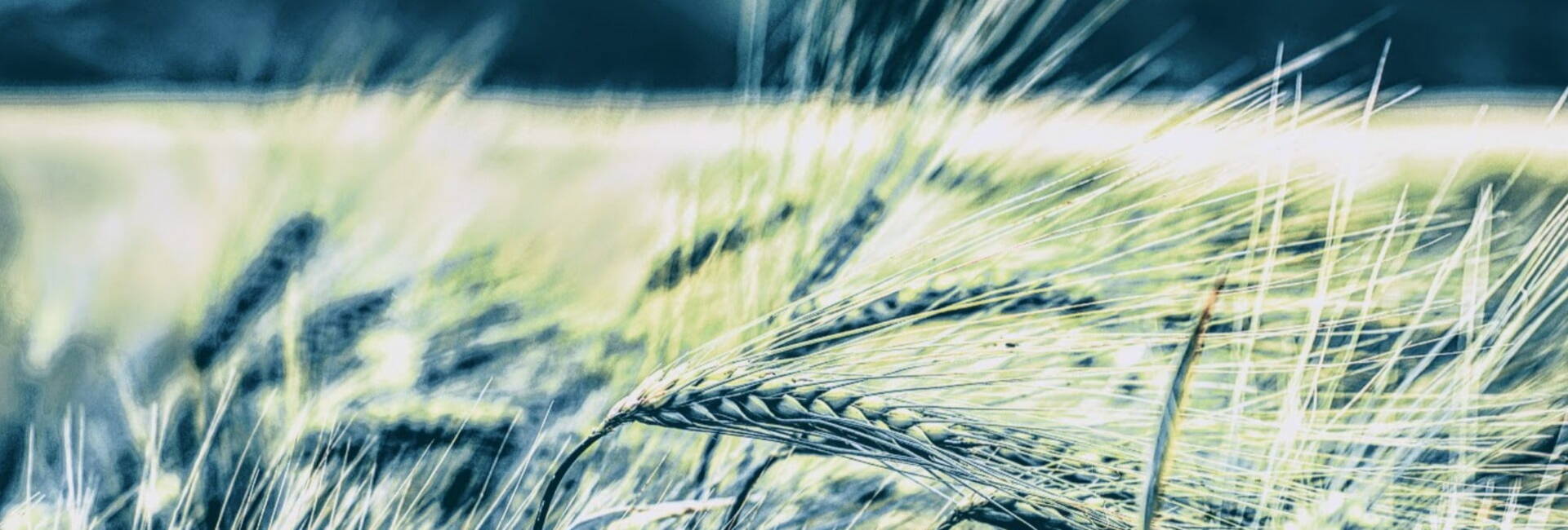 Green corn in a field blowing in wind