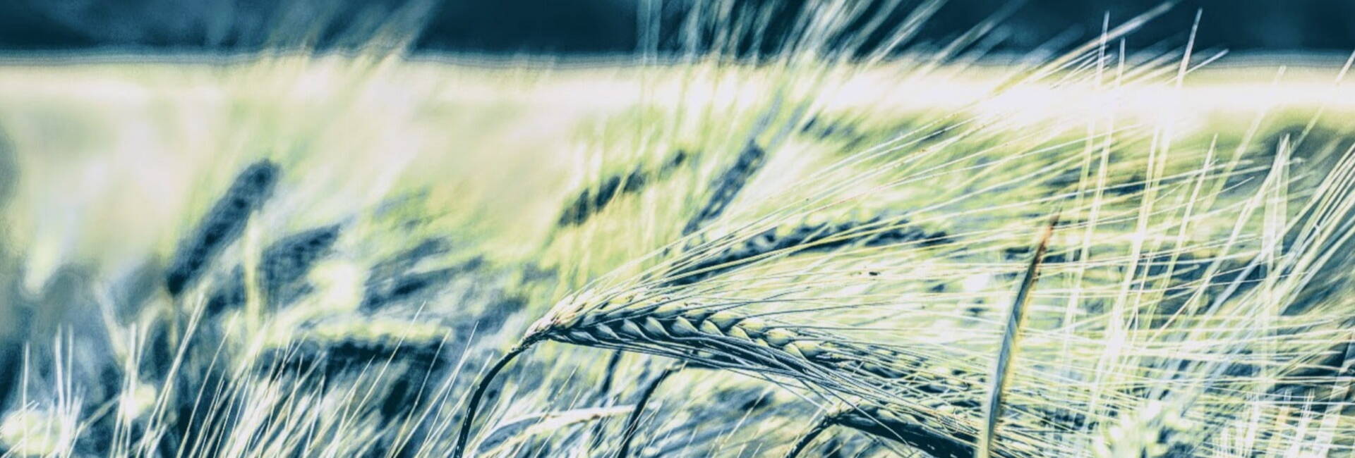 Green corn in a field blowing in wind