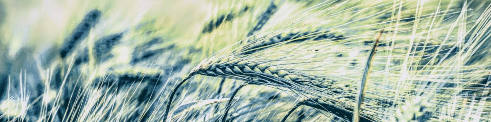 green corn field blowing in wind