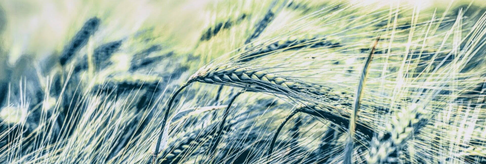 Green corn in a field blowing in wind