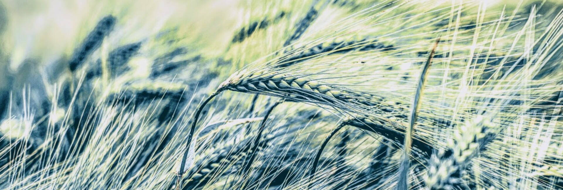 Green corn in a field blowing in wind