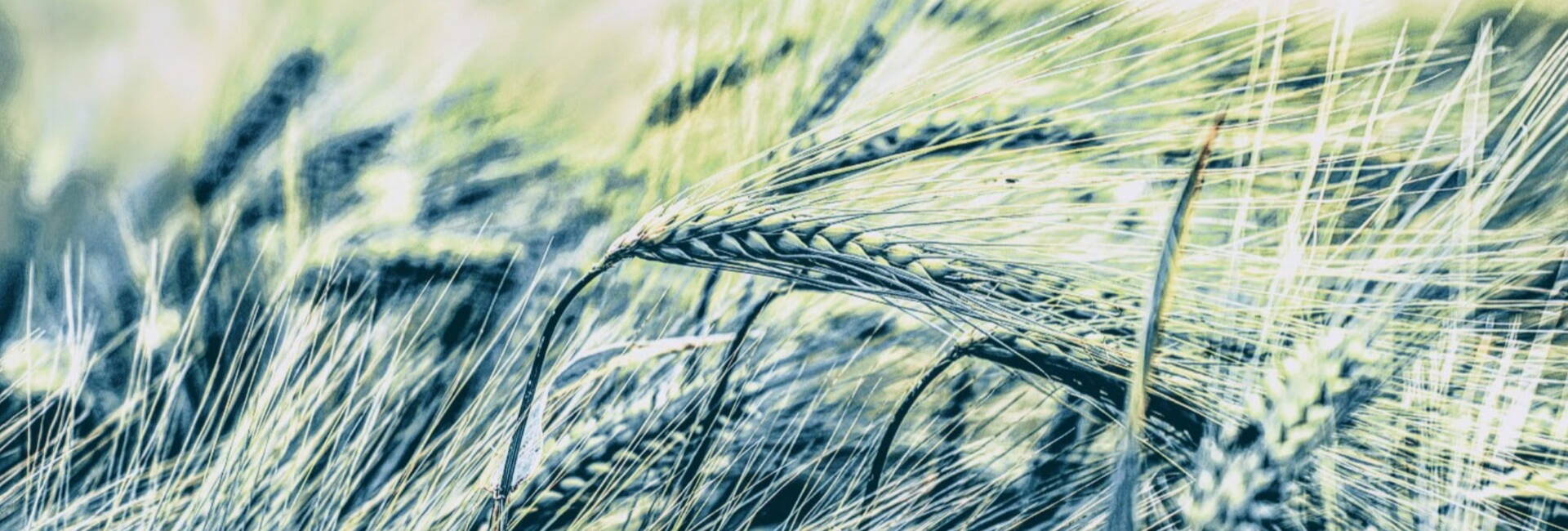 green corn field blowing in wind