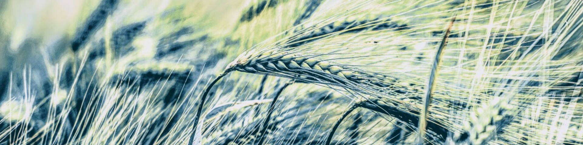 grain in field