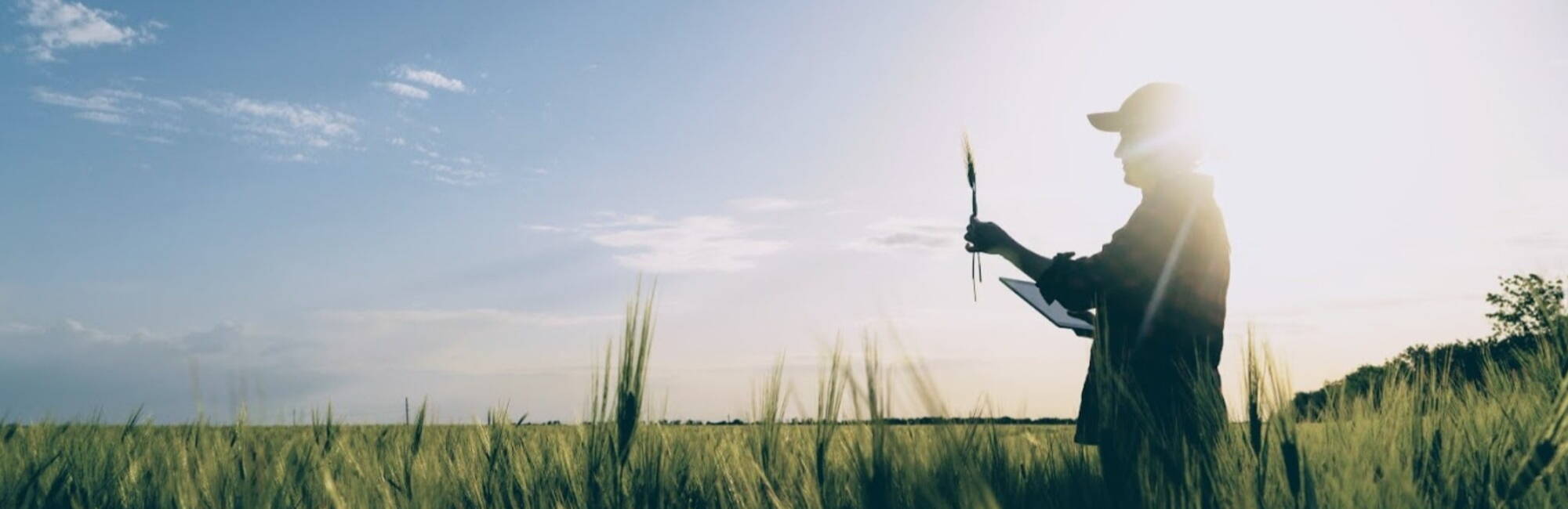 Farmer examining wheat crop in field