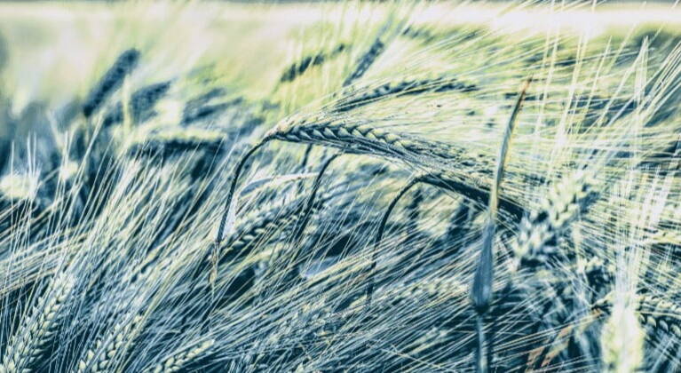 green corn field blowing in wind