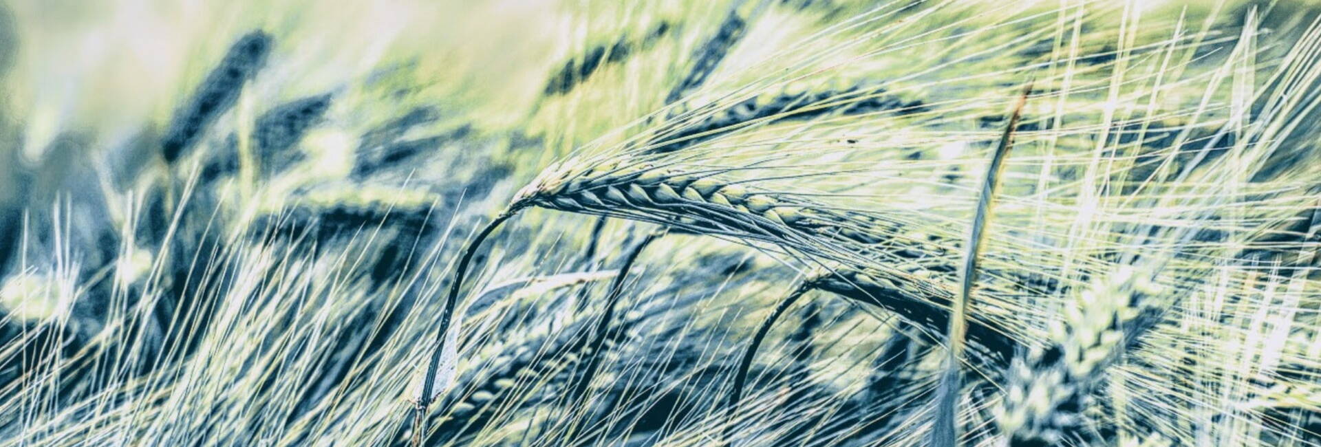 Green corn in a field blowing in wind