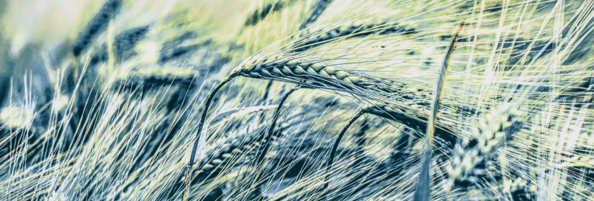 Green corn in a field blowing in wind